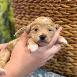 Legacy - Apricot female Goldendoodle puppy in Wharton, Texas from Little Fur Friends