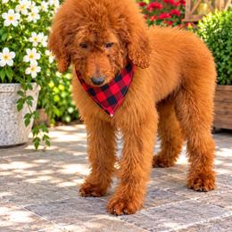 AKC Milly - Red  female Poodle puppy in Cape Coral, Florida from Ruby the poodle