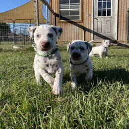 Boy 1 - Dalmatian puppy from Zydeco Dalmatians