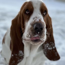 Nacho - Basset Hound