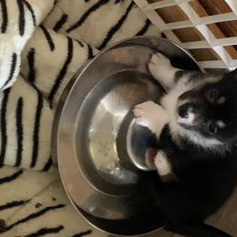 Pembroke Welsh Corgi Puppies from Off Road Ranch Corgis