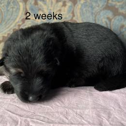 Pink collar girl - Bi-color female German Shepherd puppy in Coleta, Illinois from Four Leaf Farm- Vom Vierblättriges Bauernhof