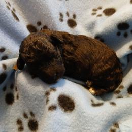 Ebony - Silver male Poodle puppy in Blanch, North Carolina from Faithful Hearts Kennel