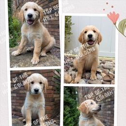Female - Golden female Golden Retriever puppy in Nixa, Missouri from Top of the Hill Goldens