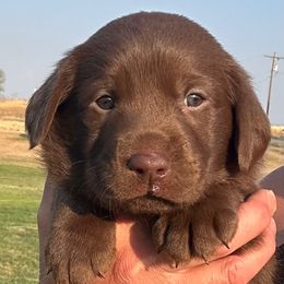 No Collar - Chocolate female Labrador Retriever puppy in Spokane, Washington from Learn's Labs