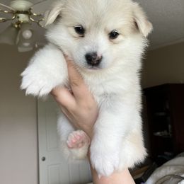 Pomsky Puppies from CNY Pocket Pomskies