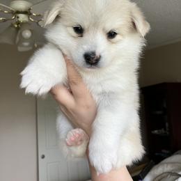 Pomsky Puppies from CNY Pocket Pomskies