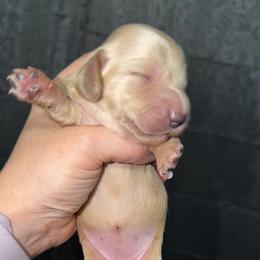 Female 3 on hold until 4-12-26 - Cream female Dachshund puppy in Erie, Michigan from Champagne’s Grinch Toe’d Dachshunds