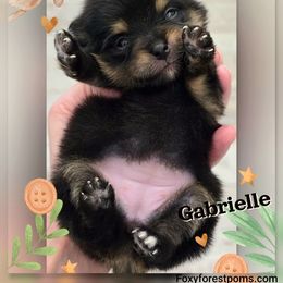 Gabrielle - Black and tan female Pomeranian puppy in Eatonville, Washington from Foxy Forest Poms