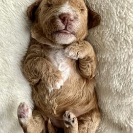 Rose - Apricot female Goldendoodle puppy in New Britain, Connecticut from Goldendoodles Yorkiepoo Stars CT