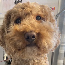 Cavapoos, Goldendoodles, and Poodles from Diamond Companions