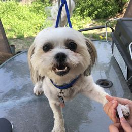 Famous Eierdam - Shih Tzu