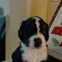 Lime - Tri-color male Bernedoodle puppy in Arabi, Georgia from Huckadoodle Farm