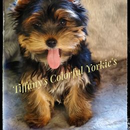 Yorkshire Terrier Puppies from Tiffany’s Colorful Yorkies