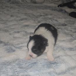 Moby - Black and tan parti male Pomeranian puppy in Angleton, Texas from Pomeranian Palace, LLC