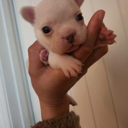 Male 1 - Cream male French Bulldog puppy in Charlotte, North Carolina from FrenchKiss Frenchies