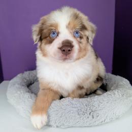 Remi4Boy1- RMM, LONG tail, blue eyes likely, CHIC-OFA-DNA-AKC Titled Parents - Red merle male Australian Shepherd puppy in South Hill, Virginia from Silverside Aussies LLC