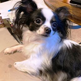 Chihuahua All Grown Up from M Class Chihuahua Ranch