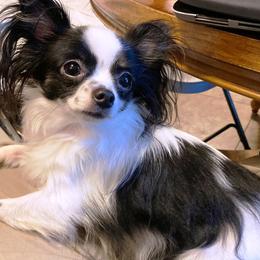 Chihuahua All Grown Up from M Class Chihuahua Ranch