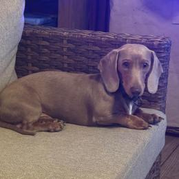 Maverick - Dachshund