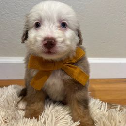 Mochi - Chocolate merle male Bernedoodle puppy in Lodi, California from Olive Hugs & Doodles