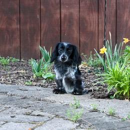 Slag - Dachshund