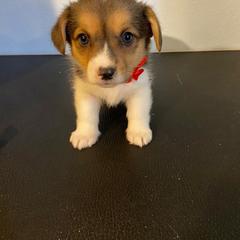 Pembroke Welsh Corgi Puppies from Willstar Canine