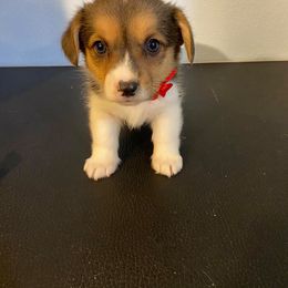 Pembroke Welsh Corgi Puppies from Willstar Canine