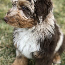 Aussiedoodle Puppies from Gore Doodle Ranch