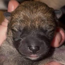 Sashige F - Red female Shiba Inu puppy in Clewiston, Florida from Animal Farm Shiba Inus & Mameshibas