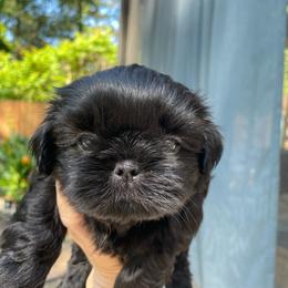 Mr. Blue - Blue collar - Black male Shih Tzu puppy in Spring, Texas from Precious Tzu Crew