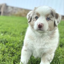 Lilly - Red merle female Australian Shepherd puppy in Ephrata, Pennsylvania from Weavers Indian Run Aussies