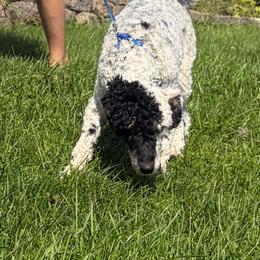 Blue - Parti male Poodle puppy in Mauston, Wisconsin from Quiverfull Acres