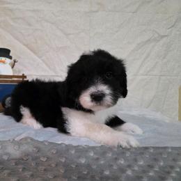 Glitter - Black and white female Sheepadoodle puppy in Weatherford, Texas from Oodles of poodles and doodles