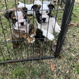 Bulldog Puppies from Jodi's Bulldogs