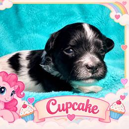 Cupcake - Black and tan female Havanese puppy in Hendersonville, North Carolina from Kim's Cove