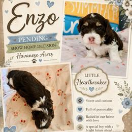 Enzo - Chocolate male Havanese puppy in Hawthorne, Florida from Havanese Acres