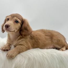 Rio - Cream male Dachshund puppy in Litchfield, Illinois from Charmm Dachshunds