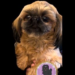 Fuego - Shih Tzu