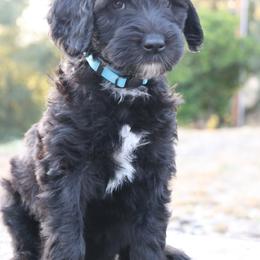 Venice - Black and white female Sheepadoodle puppy in Claremont, California from Dots Sheepadoodles