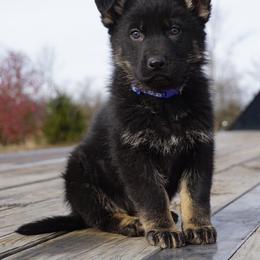 Lobo - Bi-color male German Shepherd puppy in Muldrow, Oklahoma from Reizarf Kennels