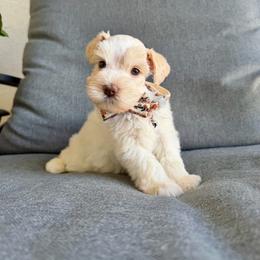 Pearl - Wheaten female Miniature Schnauzer puppy in Montebello, California from Rod Schnauzers