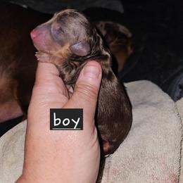 B3 - Chocolate and tan male Dachshund puppy in Lansing, Michigan from Black Thunder 517 Dachshunds and frenchies