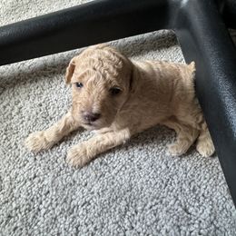 Poodle Puppies from Noelle Poodles