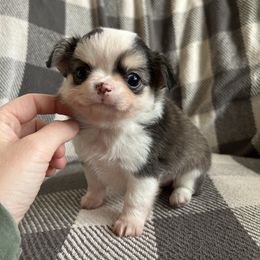 Ziggy - Black sabled silver male Chihuahua puppy in Altoona, Alabama from Shady Grove Chihuahuas