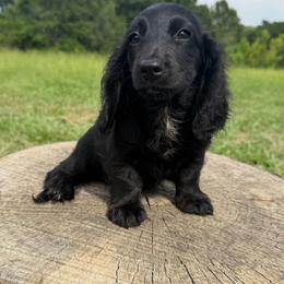 Longhair black female - Black female Dachshund puppy in Defuniak Springs, Florida from Anastasia Knight's Cocker Spaniels