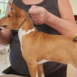 Basenjis from Blue Nile Basenjis