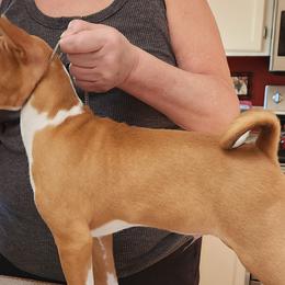 Basenjis from Blue Nile Basenjis