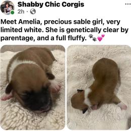 Amelia - Sable female Pembroke Welsh Corgi puppy in Cashion, Oklahoma from Shabby Chic Corgis