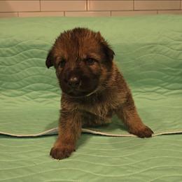Callum Vom Haus Atreus - Sable male German Shepherd puppy in Waldorf, Maryland from Haus Atreus German Shepherds
